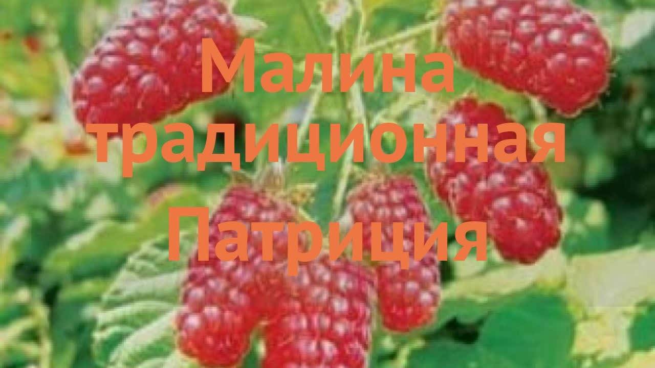 Малина патриция: отзывы, фото, описание урожайного сорта с крупными ягодами, посадка и уход, выращивание