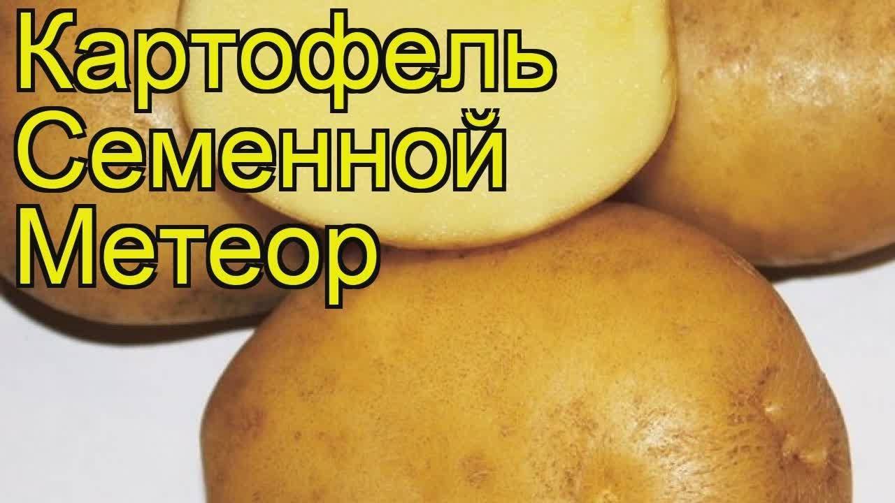 ᐉ сорт картофеля «метеор» – описание и фото - roza-zanoza.ru