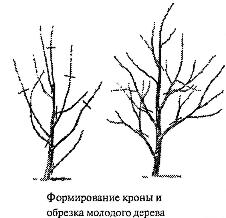 ️ обрезка плодовых деревьев весной для начинающих в картинках, сроки согласно лунному календарю