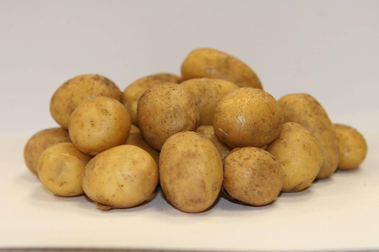Описание и характеристика сорта картофеля Латона, правила посадки и ухода