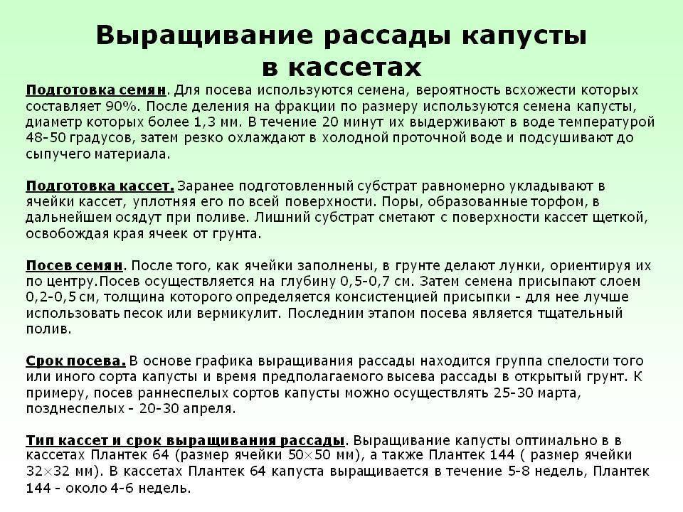 Когда сажать цветную капусту в открытый грунт рассадой и семенами 2022 года