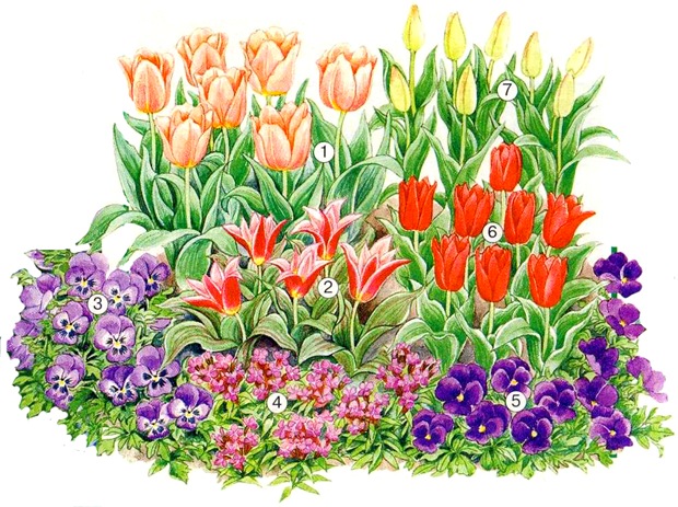 Как красиво посадить тюльпаны. красивые клумбы с тюльпанами