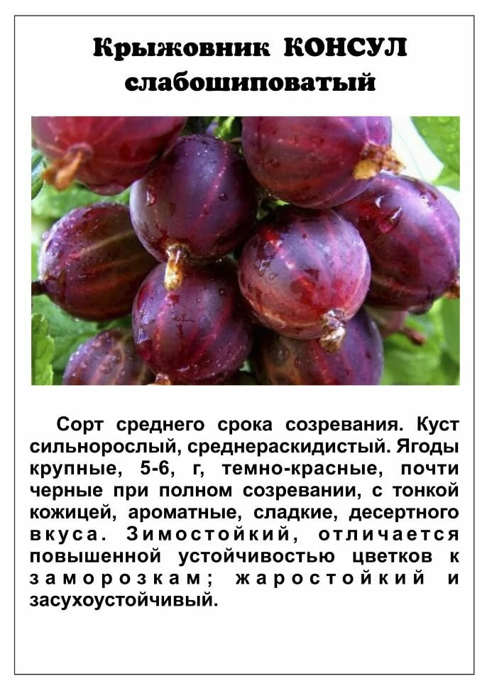 Крыжовник северный капитан: характеристика и описание сорта, отзывы о нем, особенности выращивания по регионам
