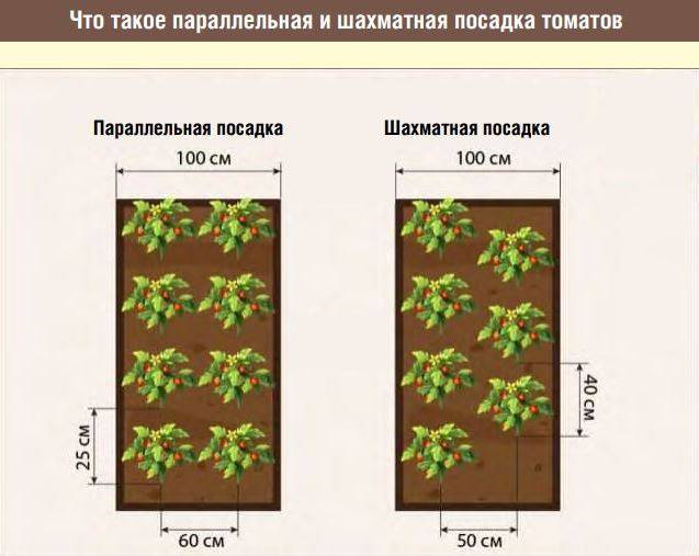 Схема посадки и расположения томатов в теплице 3х6, количество