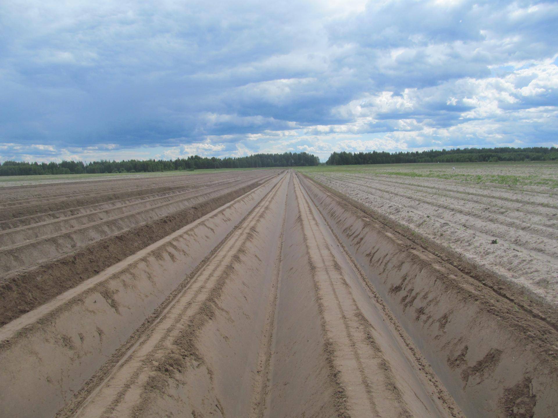 Голландская технология выращивания картофеля: увеличение урожая картофеля в 2 раза