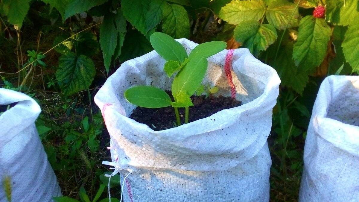 Как посадить, выращивать и ухаживать за огурцами в мешках пошагово