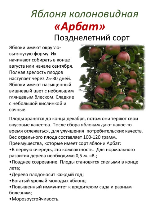 Колоновидная яблоня московское ожерелье: описание и уход