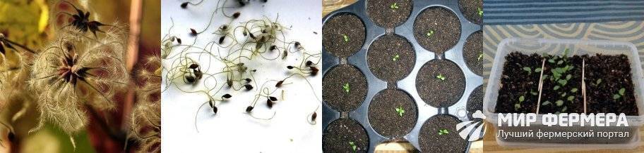 Клематис из семян: выращивать сложно, но можно - nadachedom.ru