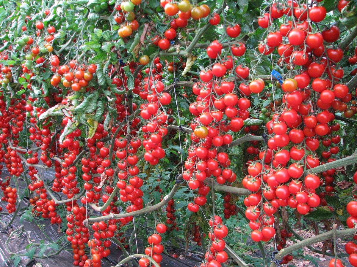 Как вырастить помидоры черри | огородник