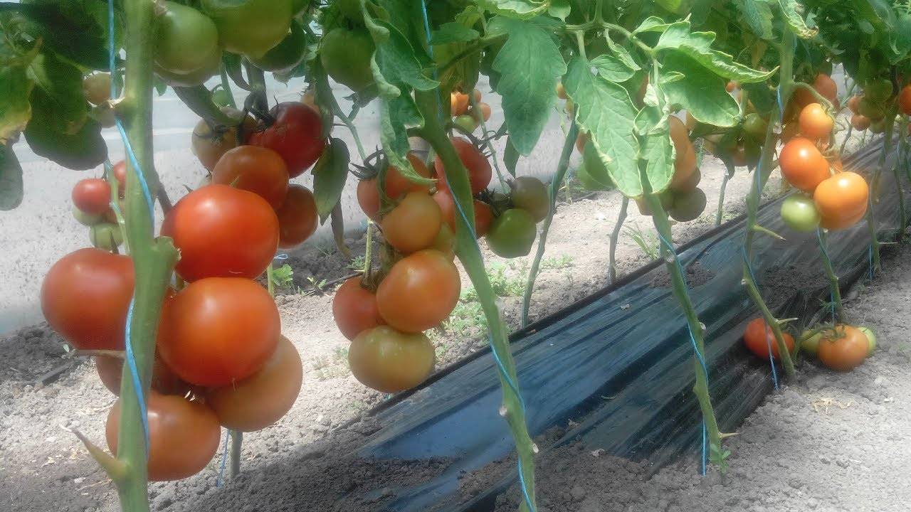 Томат махитос f1: характеристика и описание сорта, его урожайность, рекомендации по выращиванию