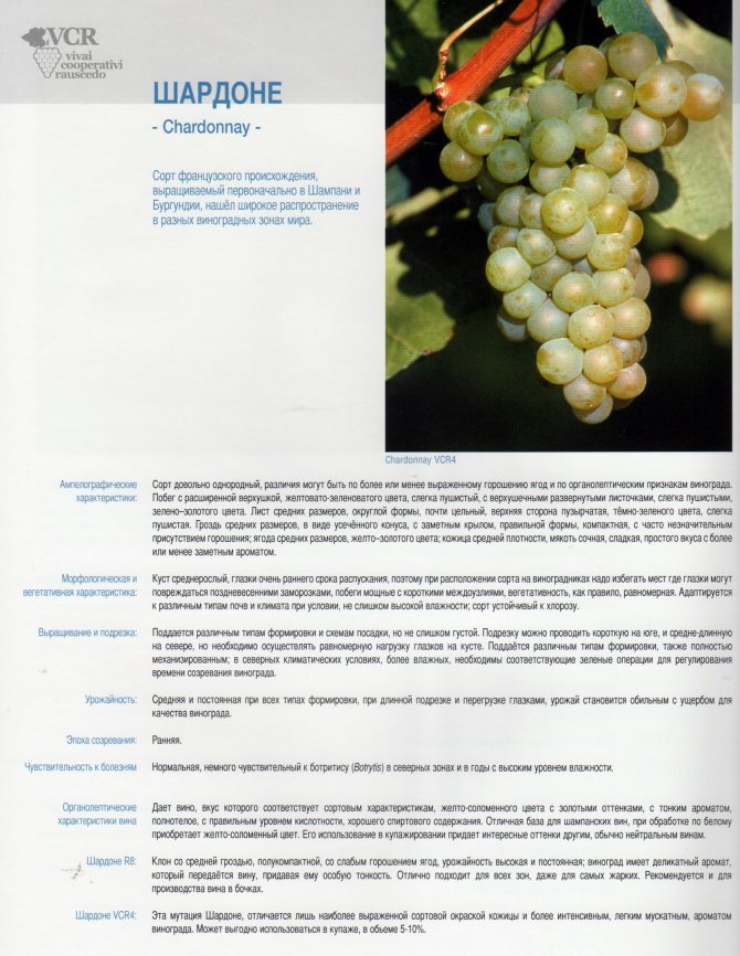 Сорт винограда «фуршетный» описание с фото и видео