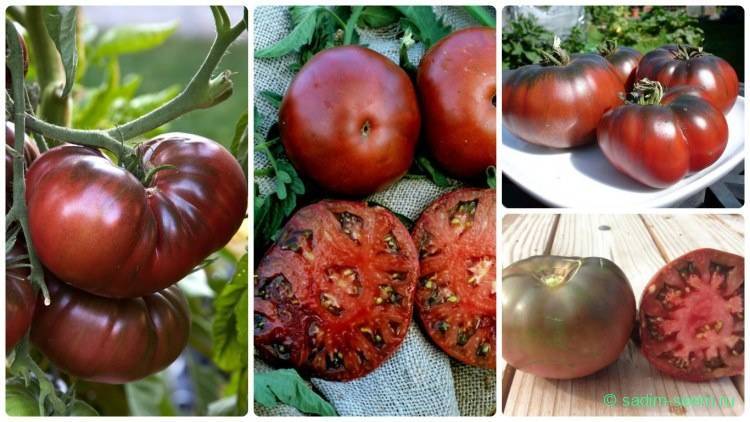 Лучшие сорта черных помидоров (бордовых, коричневых, синих): их описания и характеристики