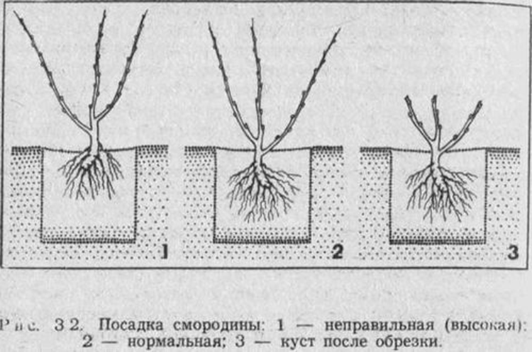 Пересадка смородины на новое место: когда лучше пересаживать черную и красную и куда можно пересадить, правила перемещения с одного участка на другой