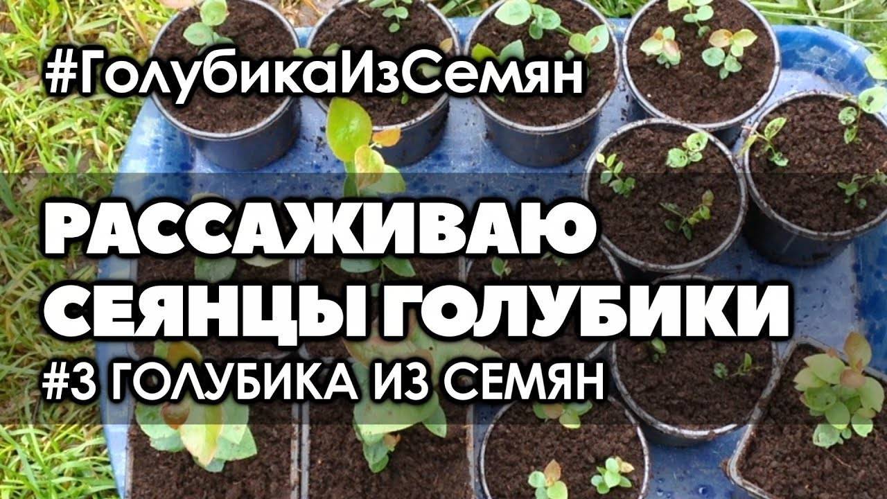 Голубика садовая – посадка и уход, выращивание