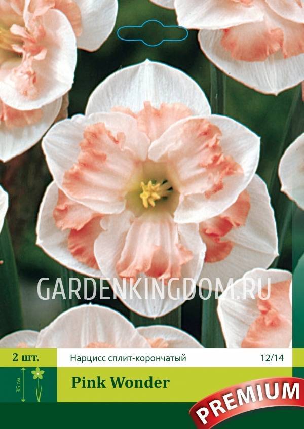 Посадка и уход за нарциссами, выращивание в открытом грунте