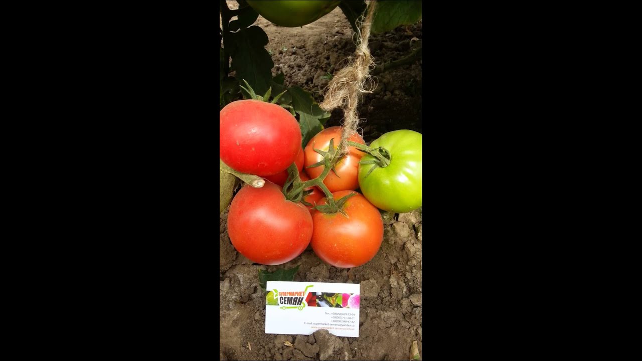 Описание, характеристика, посев на рассаду, подкормка, урожайность, фото, видео и самые распространенные болезни томатов сорта «пинк леди f1».