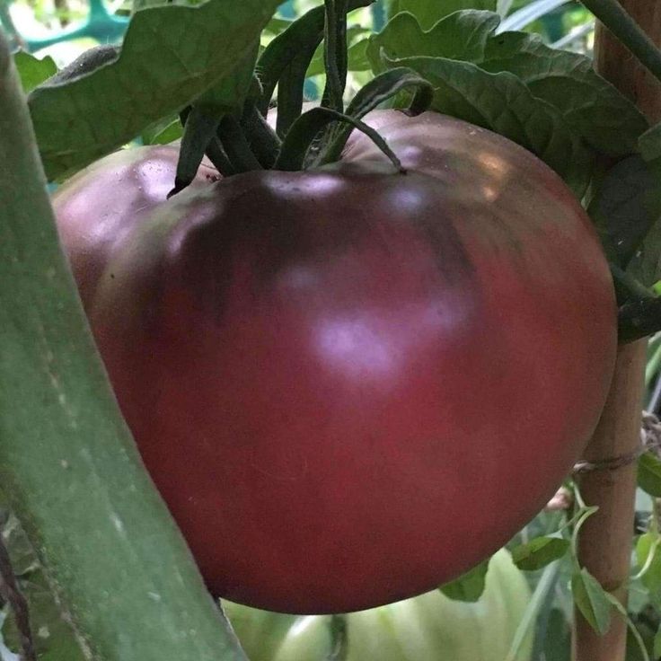 Как посадить и вырастить томат «чероки»