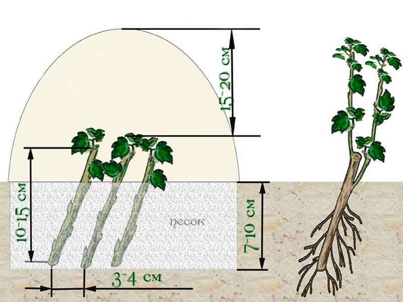 Схема посадки крыжовника
