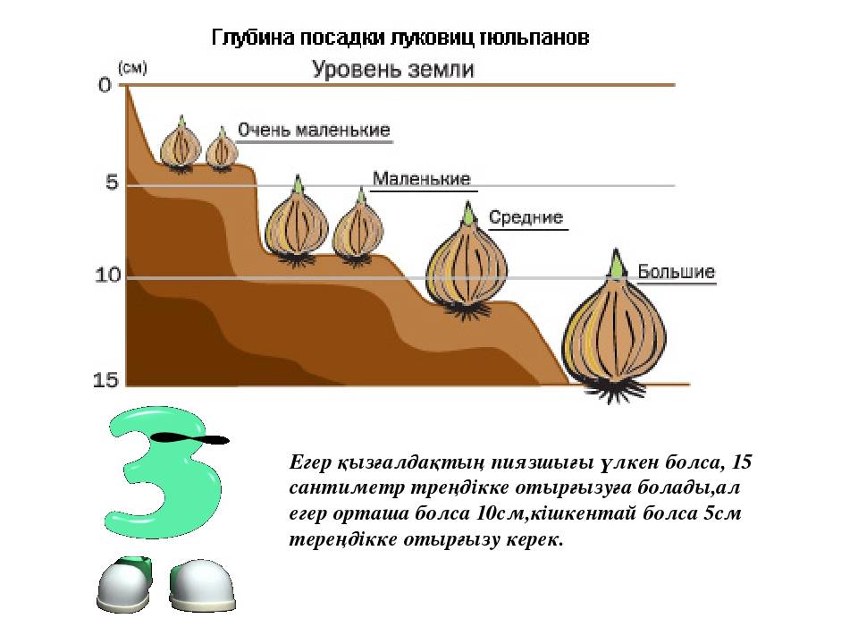 Подготовка тюльпанов к посадке осенью: обработка луковиц