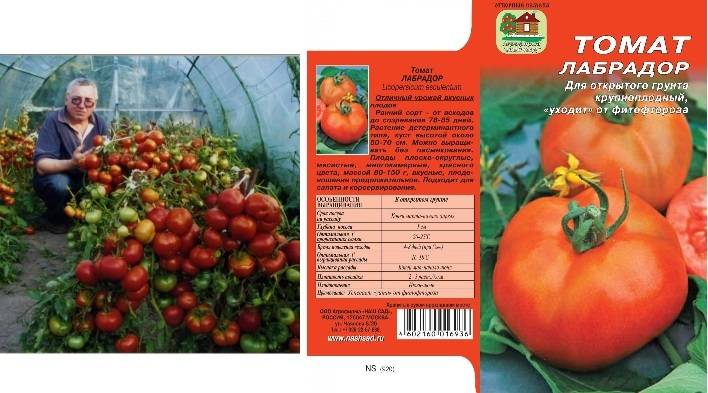 Описание томата грибное лукошко и правила выращивания сорта в теплице