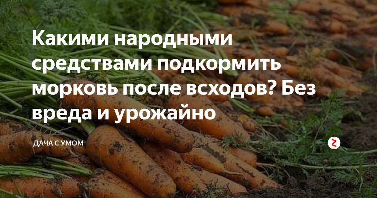 Чем подкормить морковь в открытом грунте