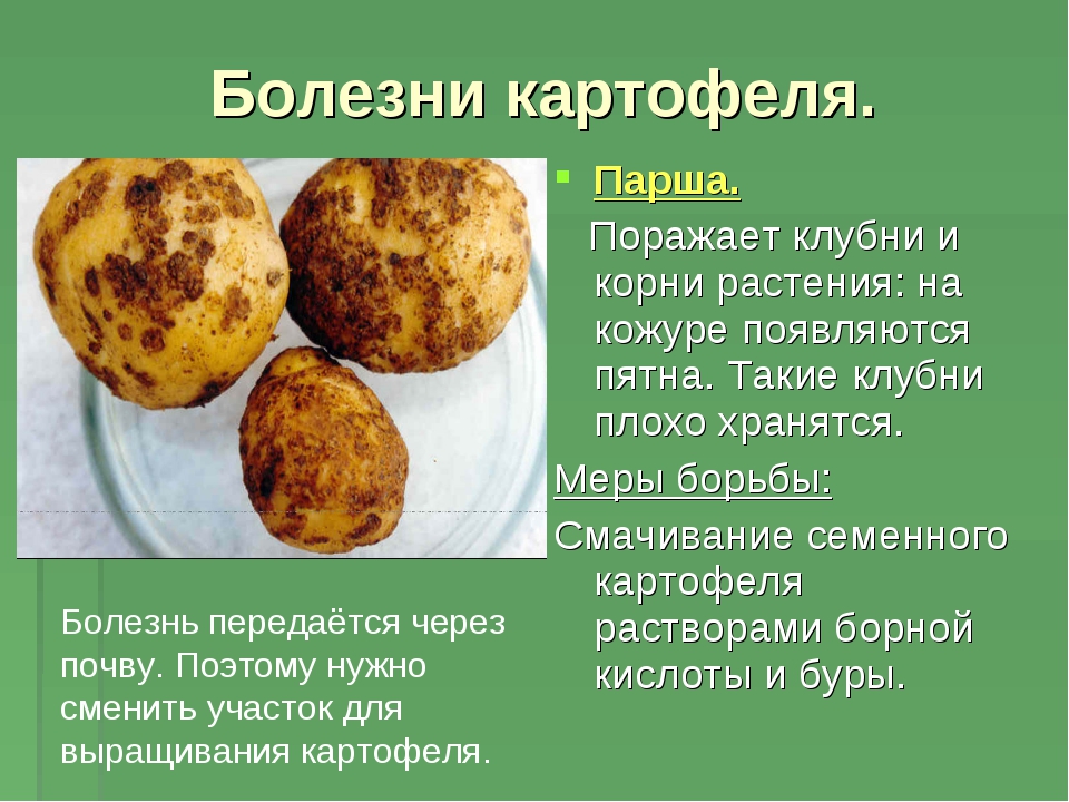 Болезни картофеля: описание, способы лечения, борьба с заболеваниями, фото