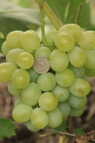 Сорта винограда - подробное описание с фото разных сортов