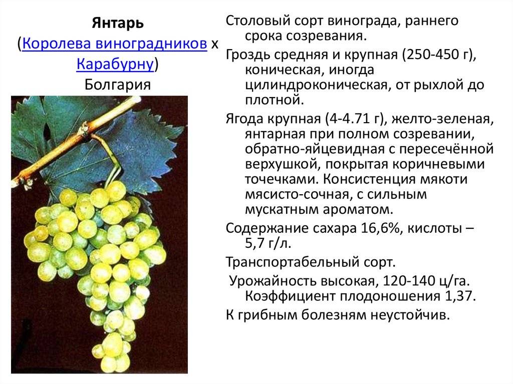 Описание и технология выращивания винограда сорта цитронный магарача