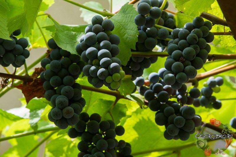 Виноград гелиос: познаем вместе