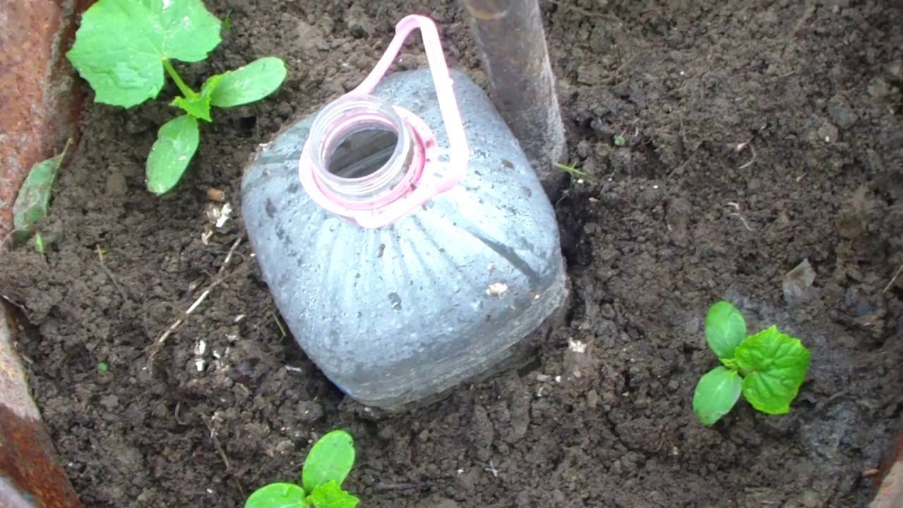 Как посадить и выращивать огурцы в 5 литровых бутылках