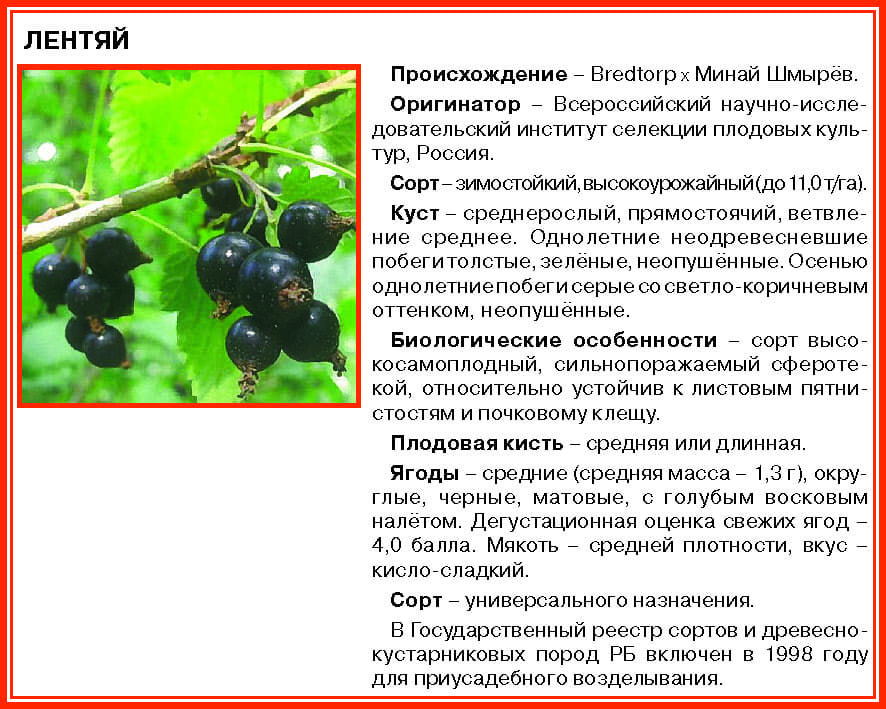 Черная смородина селеченская и селеченская-2: описание сорта, фото