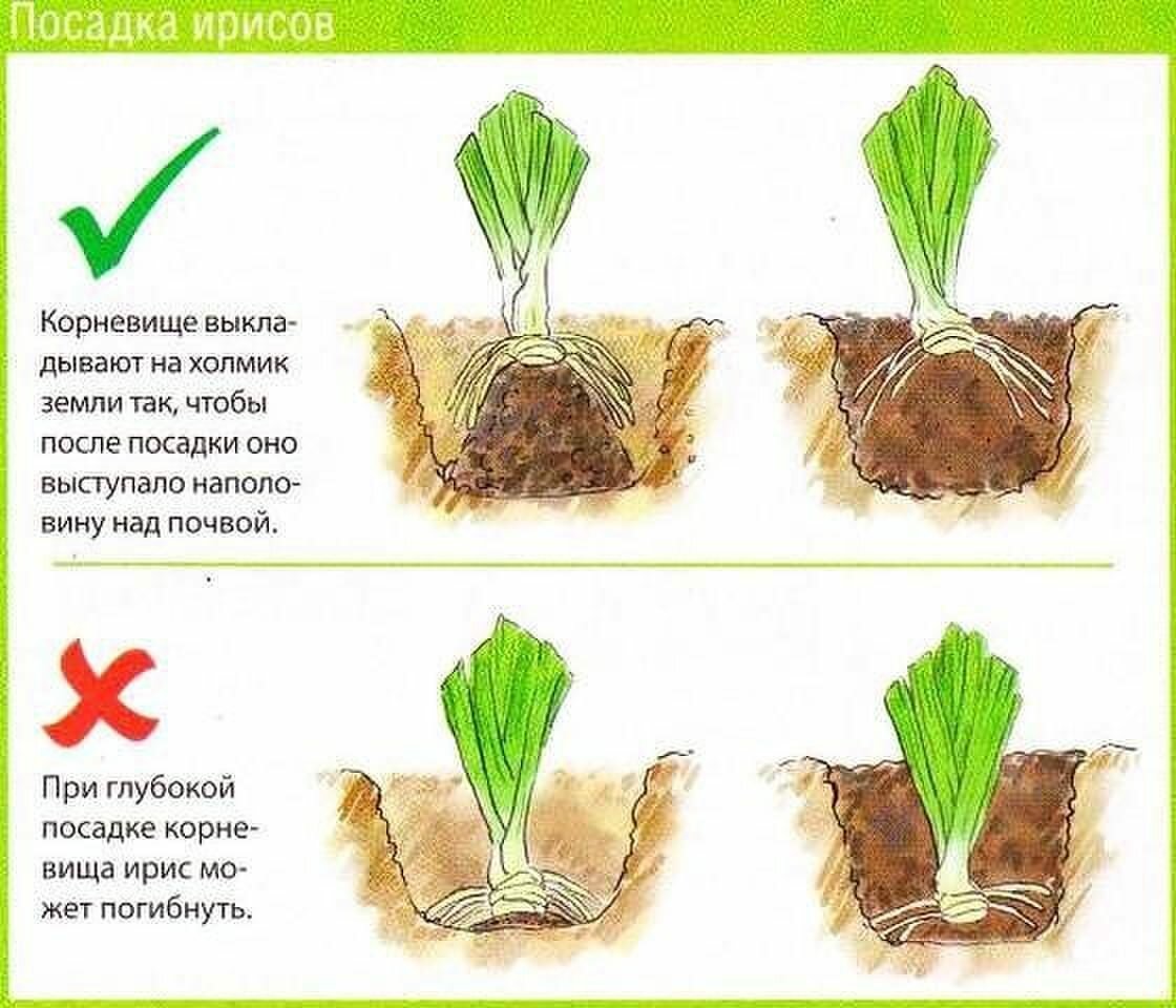 Лилейник схема посадки