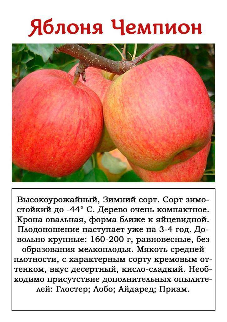 Описание сорта яблони красное раннее, агротехника и специфика ухода
