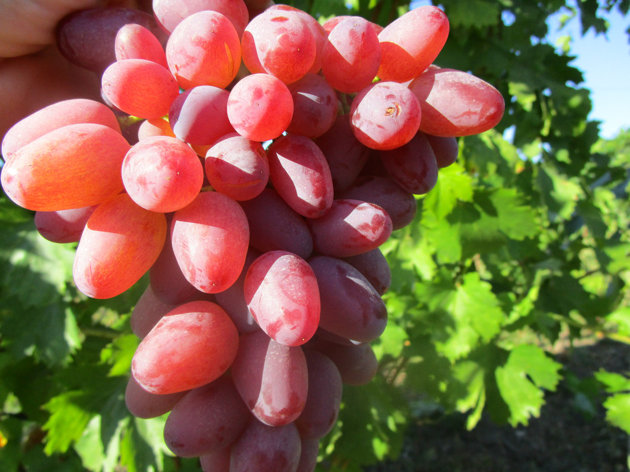 Виноград гелиос: краткое описание, посадка, выращивание, отзывы