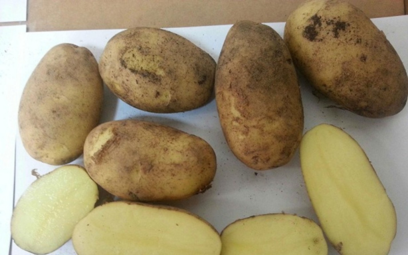 Описание и характеристики сорта картофеля розара, посадка и уход