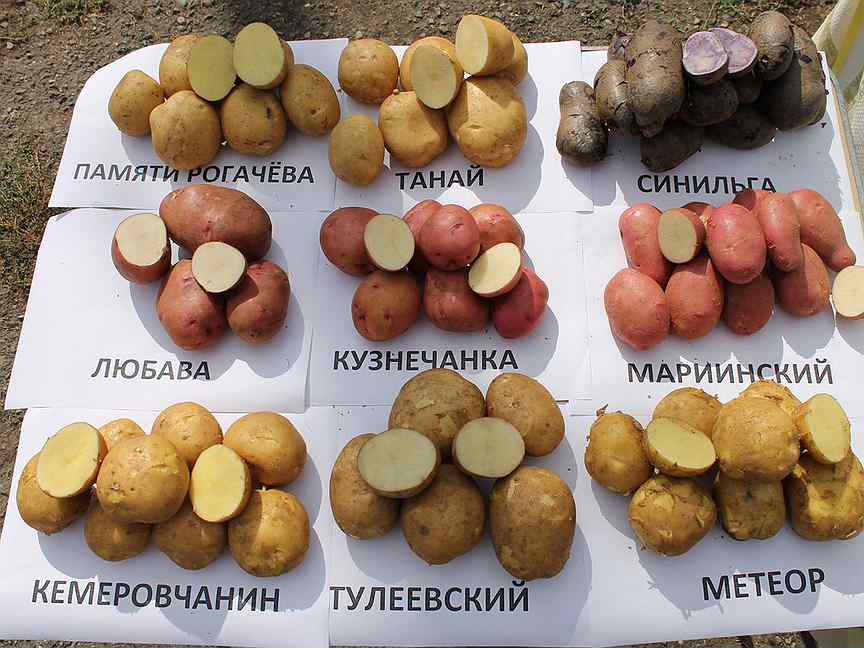 Подробное описание и характеристика сорта картофеля тулеевский