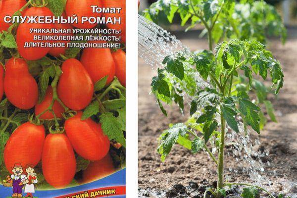 Томат москвич: описание, фото, выращивание сорта помидор