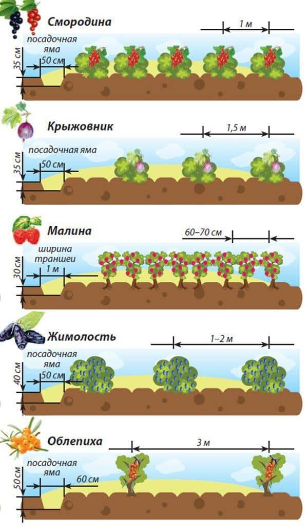 Как сажать смородину весной: пошаговая инструкция с фото для начинающих, советы