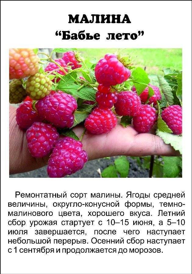 Малина таруса: описание и характеристики штамбового сорта, вкусовые качества ягод + посадка саженцев, формировка куста