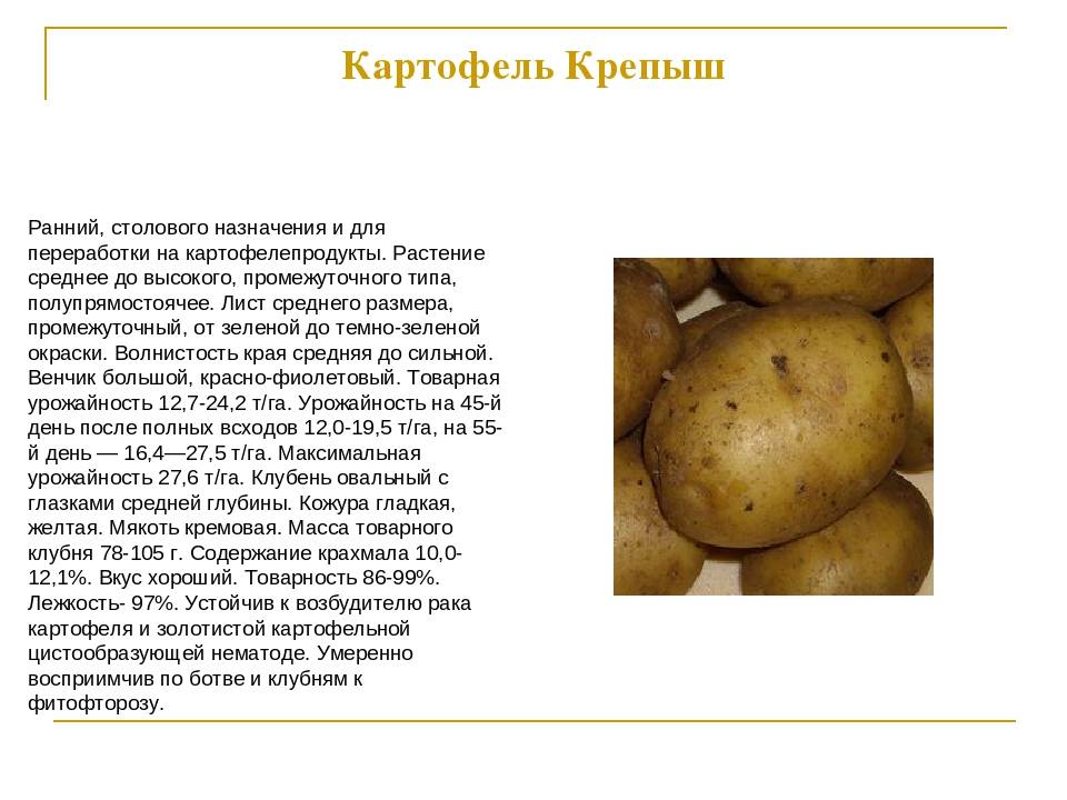 Характеристики сорта картофеля гала и отзывы дачников