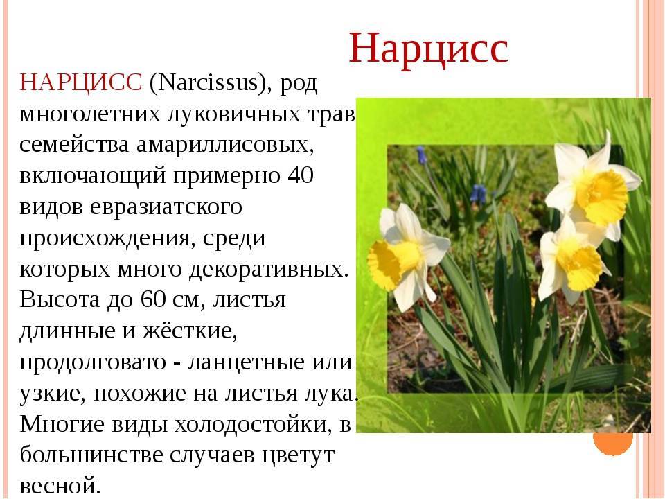 Растение нарцисс: фото, сорта, выращивание, посадка и уход в открытом грунте