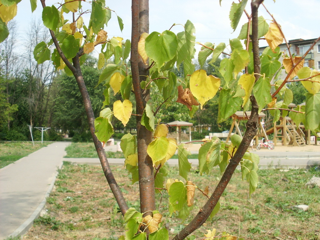 Почему желтеют листья на яблоне в июле: ответы профессионалов