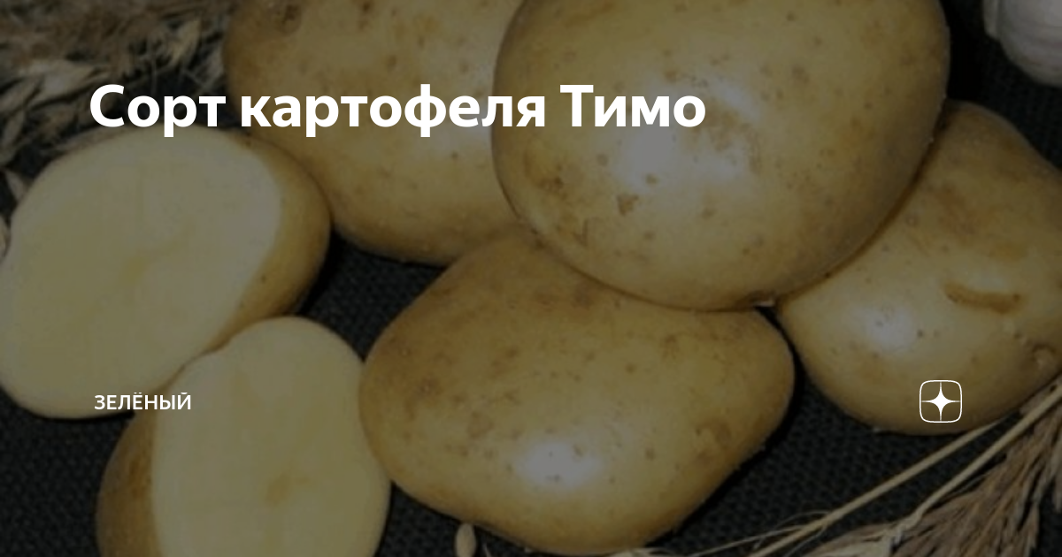 Триумф картофель характеристика отзывы. Картофель Тимо Ханккиян. Сорт картофеля Тимо. Картофель сорт Артемис. Финский сорт картофеля.