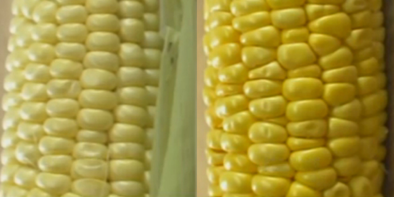 Как отличить фуражную и пищевую кукурузу, лучшие сорта и применение