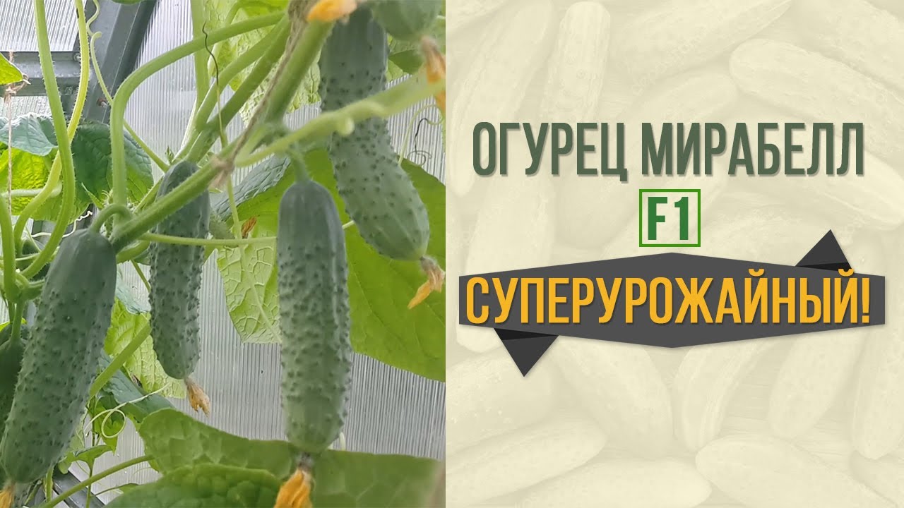 Огурцы мирабелла описание сорта фото