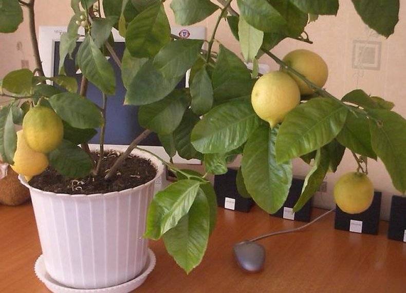 Павловский лимон: уход в домашних условиях, описание сорта павлова, история, способы размножения, формирование, как ухаживать, фото