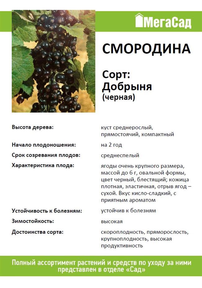 Смородина селеченская и селеченская-2: описание сортов и отзывы про выращивание