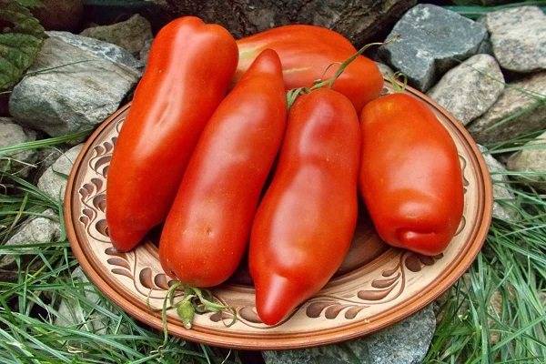 Томат дядя степа: характеристика и описание сорта, отзывы об урожайности помидоров, фото куста
