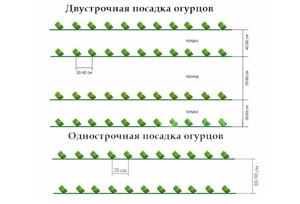 Огурцы три танкиста описание сорта фото