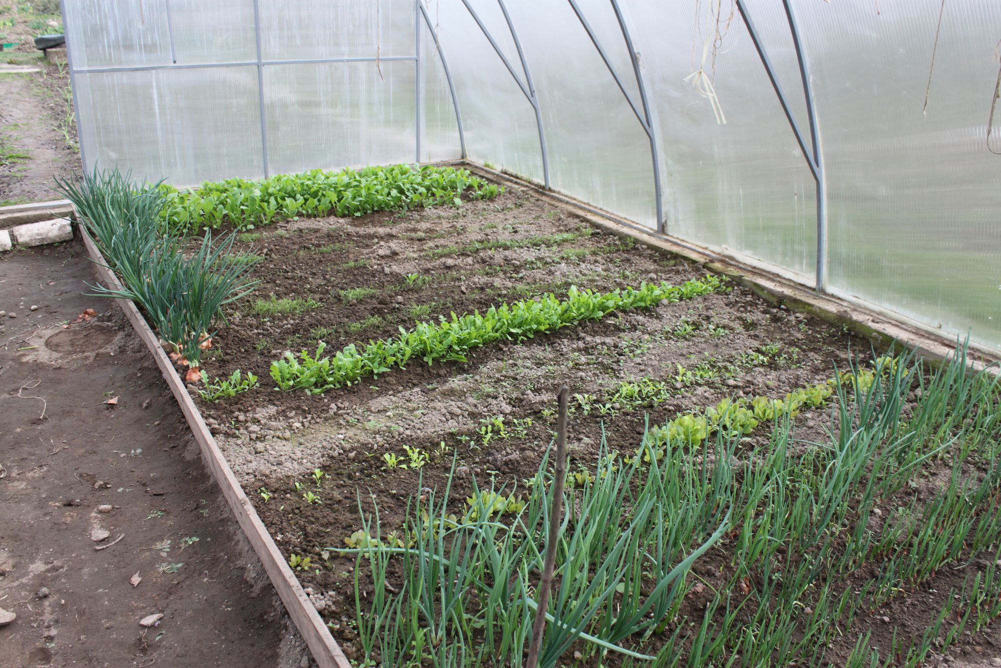 Как сажать укроп семенами в открытый грунт: как правильно сеять и на какую глубину делать посев, когда совершать посадку весной, чтобы получить урожай, и уход